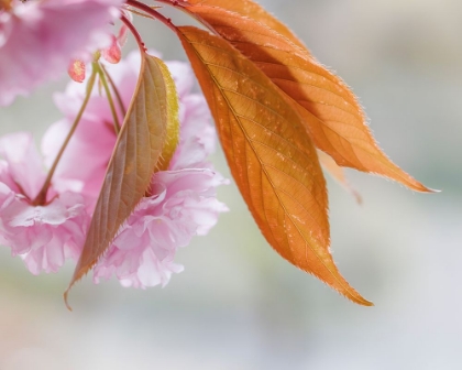 Picture of PINK CHERRY BLOSSOMS II