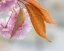 Picture of PINK CHERRY BLOSSOMS II