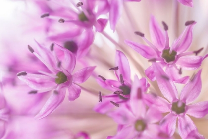 Picture of ALLIUM BLOSSOMS I