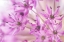 Picture of ALLIUM BLOSSOMS I
