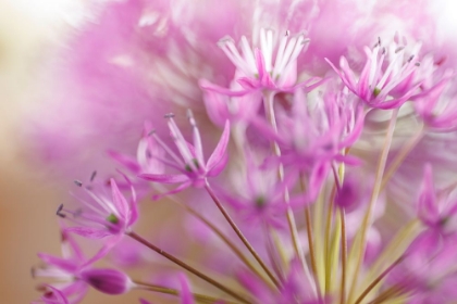 Picture of ALLIUM BLOSSOMS II