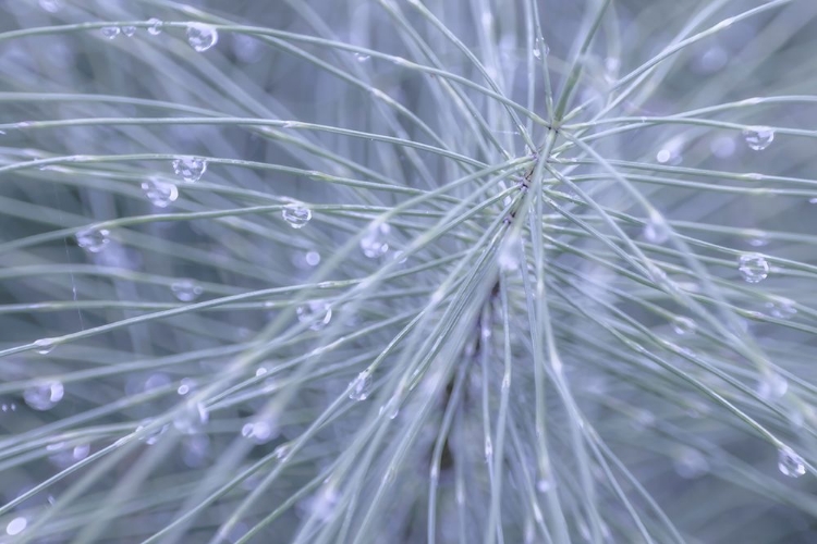 Picture of HORSETAIL II