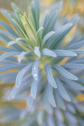 Picture of EUPHORBIA AND RAIN DROPS I