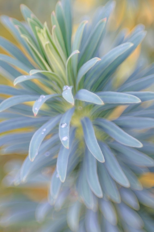 Picture of EUPHORBIA AND RAIN DROPS I