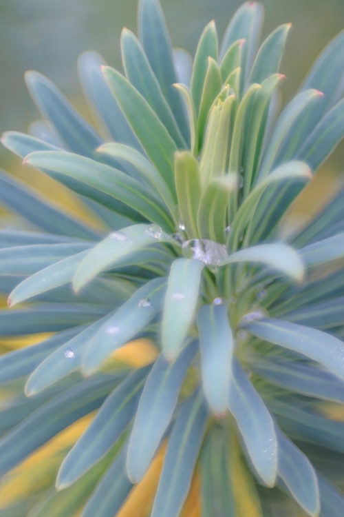 Picture of EUPHORBIA AND RAIN DROPS II