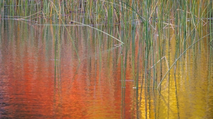 Picture of FALL REFLECTIONS II