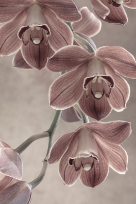 Picture of CYMBIDIUM ORCHID I