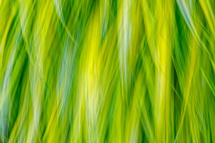 Picture of JAPANESE FOREST GRASS I