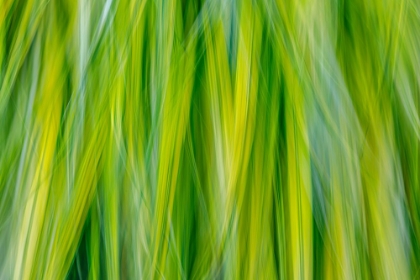 Picture of JAPANESE FOREST GRASS II