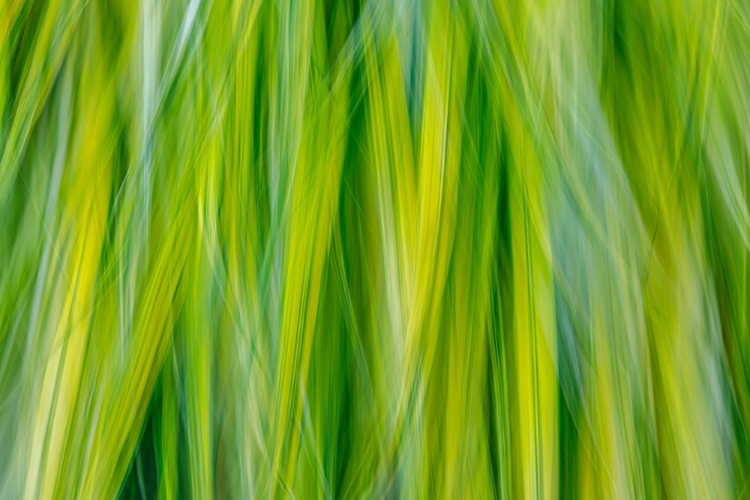 Picture of JAPANESE FOREST GRASS II