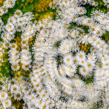 Picture of FANCIFUL FEVERFEW I