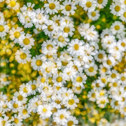 Picture of FANCIFUL FEVERFEW II