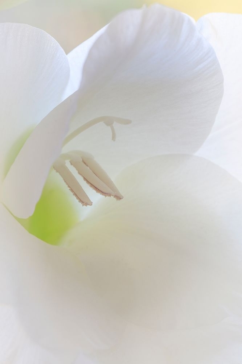 Picture of GLADIOLA BLOSSOM I
