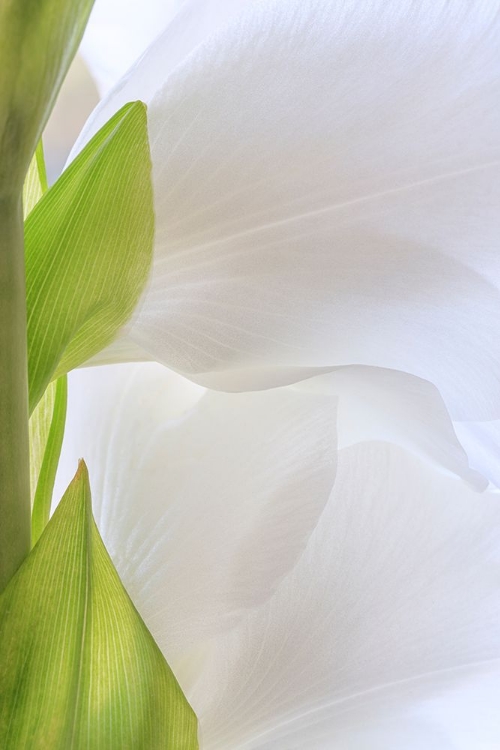 Picture of GLADIOLA BLOSSOM II