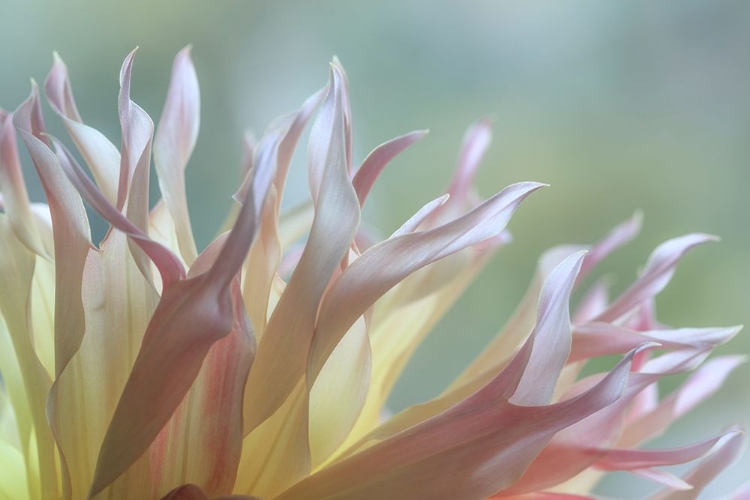 Picture of DAHLIA PETALS I