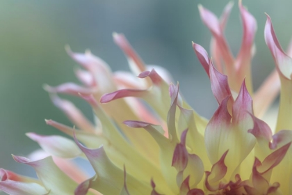 Picture of DAHLIA PETALS II