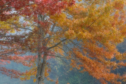 Picture of OAK TREES IN FALL I