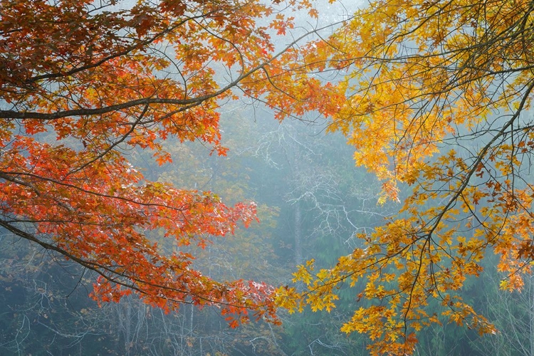 Picture of OAK TREES IN FALL II