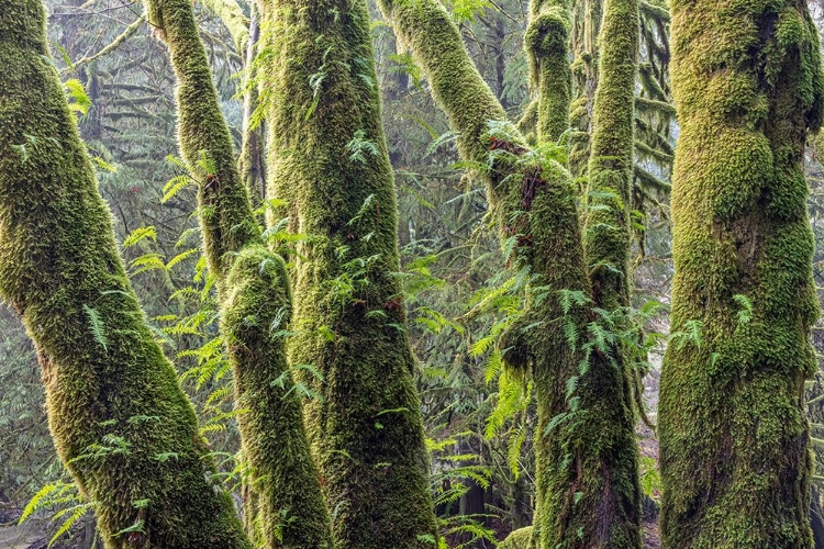 Picture of LICORICE FERNS I