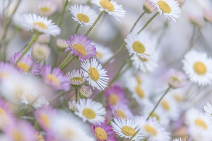 Picture of SANTA BARBARA DAISIES I