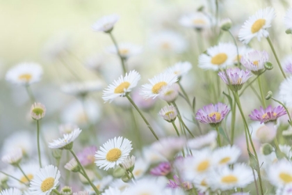 Picture of SANTA BARBARA DAISIES II