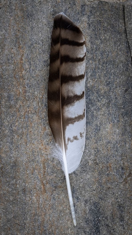 Picture of FEATHER PORTRAIT I