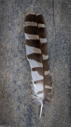 Picture of FEATHER PORTRAIT II