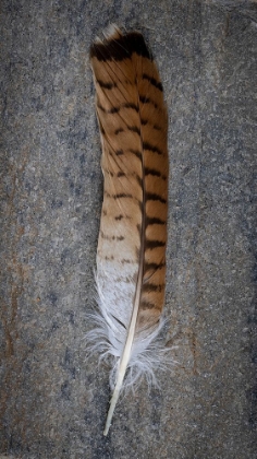 Picture of FEATHER PORTRAIT III