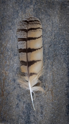 Picture of FEATHER PORTRAIT IV
