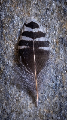 Picture of FEATHER PORTRAIT V