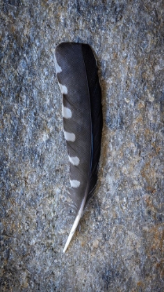 Picture of FEATHER PORTRAIT VI