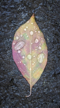 Picture of DOGWOOD LEAF AND RAIN II