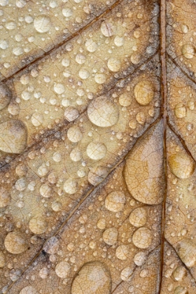Picture of MAGNOIA LEAF AND RAIN I