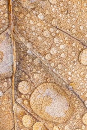 Picture of MAGNOLIA LEAF AND RAIN II