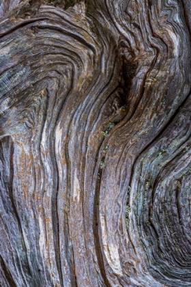 Picture of GNARLED DRIFTWOOD I