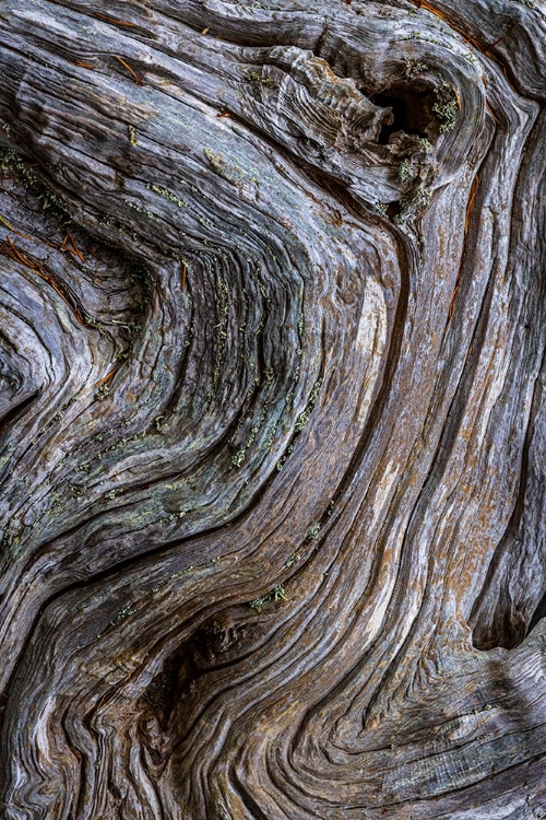 Picture of GNARLED DRIFTWOOD II