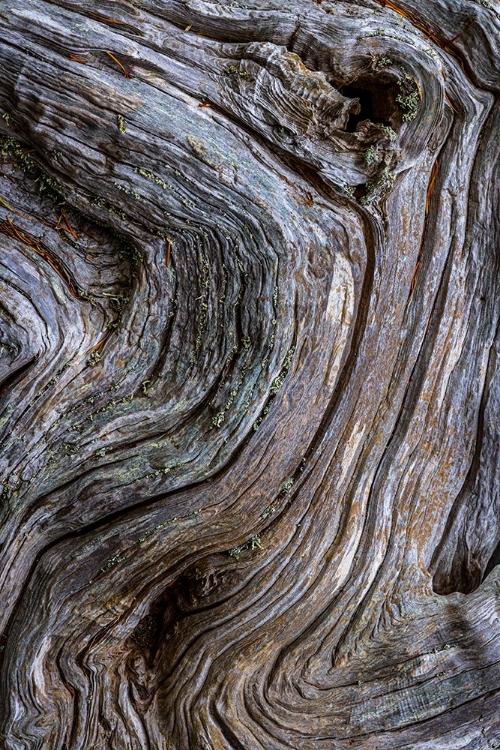 Picture of GNARLED DRIFTWOOD II