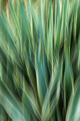 Picture of AGAVE ABSTRACT
