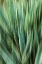 Picture of AGAVE ABSTRACT