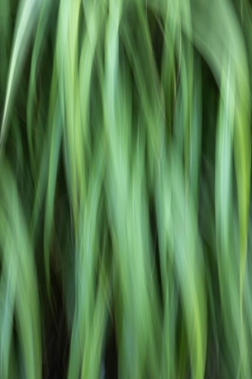 Picture of GRASS ABSTRACT