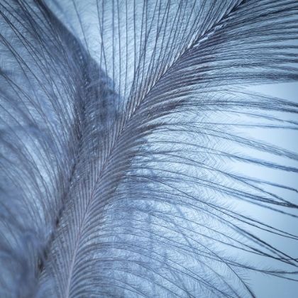 Picture of DOWNY FEATHER I