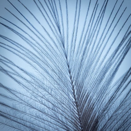 Picture of DOWNY FEATHER II