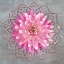 Picture of PINK DAHLIA
