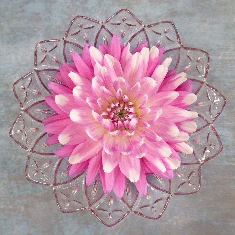 Picture of PINK DAHLIA