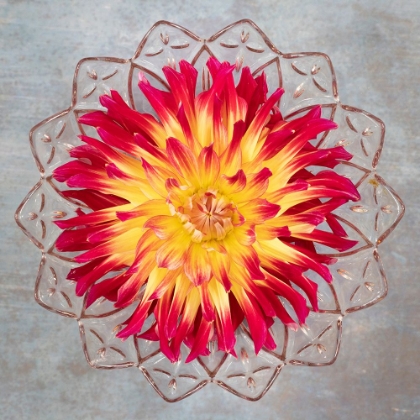 Picture of RED AND YELLOW DAHLIA