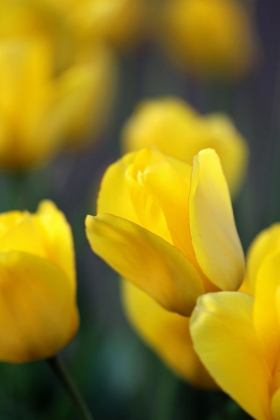 Picture of YELLOW TULIPS