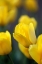 Picture of YELLOW TULIPS