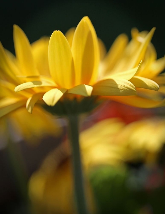 Picture of YELLOW DAISIES