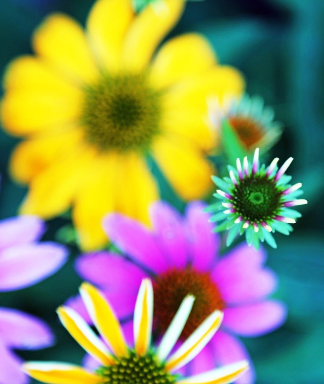 Picture of COLORFUL BOUQUET I