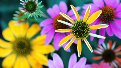 Picture of COLORFUL BOUQUET III